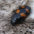 Sap beetle - Glischrochilus grandis | Fotografijos autorius : Vytautas Gluoksnis | © Macronature.eu | Macro photography web site