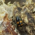 Sap beetle - Glischrochilus grandis | Fotografijos autorius : Vidas Brazauskas | © Macronature.eu | Macro photography web site