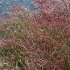 Salikornija - Sarcocornia quinqueflora | Fotografijos autorius : Žilvinas Pūtys | © Macrogamta.lt | Šis tinklapis priklauso bendruomenei kuri domisi makro fotografija ir fotografuoja gyvąjį makro pasaulį.