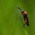 Dark-winged Weeper - Dolerus germanicus | Fotografijos autorius : Joana Katina | © Macronature.eu | Macro photography web site