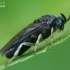 Pjūklelis - Dolerus sp. | Fotografijos autorius : Gintautas Steiblys | © Macronature.eu | Macro photography web site