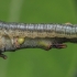 Sawfly - Euura histrio / stenogaster, larva | Fotografijos autorius : Gintautas Steiblys | © Macrogamta.lt | Šis tinklapis priklauso bendruomenei kuri domisi makro fotografija ir fotografuoja gyvąjį makro pasaulį.