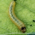 Sawfly - Scolioneura betuleti, larva | Fotografijos autorius : Gintautas Steiblys | © Macronature.eu | Macro photography web site