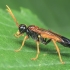 Sawfly - Tenthredo campestris | Fotografijos autorius : Gintautas Steiblys | © Macronature.eu | Macro photography web site