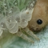 Sawfly larva? | Fotografijos autorius : Vidas Brazauskas | © Macronature.eu | Macro photography web site