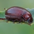 Scarab beetle - Maladera (Macroserica) sp. | Fotografijos autorius : Gintautas Steiblys | © Macronature.eu | Macro photography web site