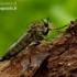 Scarce Awl Robberfly - Neoitamus cothurnatus | Fotografijos autorius : Romas Ferenca | © Macronature.eu | Macro photography web site