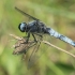 Scarce Chaser - Libellula fulva ♂ | Fotografijos autorius : Gintautas Steiblys | © Macronature.eu | Macro photography web site