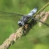 Rusvoji skėtė - Libellula fulva ♂ | Fotografijos autorius : Gintautas Steiblys | © Macronature.eu | Macro photography web site