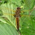 Scarce Chaser - Libellula fulva, female | Fotografijos autorius : Giedrius Švitra | © Macronature.eu | Macro photography web site