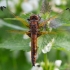 Rusvoji skėtė - Libellula fulva | Fotografijos autorius : Zita Gasiūnaitė | © Macronature.eu | Macro photography web site