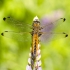 Scarce Chaser - Libellula fulva | Fotografijos autorius : Kazimieras Martinaitis | © Macronature.eu | Macro photography web site