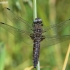 Scarce Chaser - Libellula fulva | Fotografijos autorius : Deividas Makavičius | © Macronature.eu | Macro photography web site