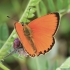 Ugninis auksinukas - Lycaena virgaureae ♂ | Fotografijos autorius : Gintautas Steiblys | © Macronature.eu | Macro photography web site