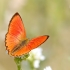 Scarce Copper - Lycaena virgaureae | Fotografijos autorius : Gediminas Gražulevičius | © Macronature.eu | Macro photography web site