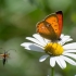 Scarce Copper | Fotografijos autorius : Saulius Drazdauskas | © Macronature.eu | Macro photography web site