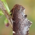 Scarce Prominent - Odontosia carmelita | Fotografijos autorius : Gintautas Steiblys | © Macronature.eu | Macro photography web site