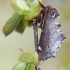 Scarce Prominent - Odontosia carmelita | Fotografijos autorius : Arūnas Eismantas | © Macronature.eu | Macro photography web site