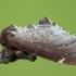 Scarce Prominent - Odontosia carmelita | Fotografijos autorius : Žilvinas Pūtys | © Macronature.eu | Macro photography web site