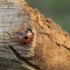 Scarce Seven-spotted Ladybird - Coccinella magnifica | Fotografijos autorius : Giedrius Markevičius | © Macrogamta.lt | Šis tinklapis priklauso bendruomenei kuri domisi makro fotografija ir fotografuoja gyvąjį makro pasaulį.