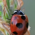 Scarce Seven-spotted Ladybird - Coccinella magnifica | Fotografijos autorius : Gintautas Steiblys | © Macronature.eu | Macro photography web site