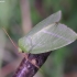 Scarce Silver-lines - Bena bicolorana | Fotografijos autorius : Romas Ferenca | © Macrogamta.lt | Šis tinklapis priklauso bendruomenei kuri domisi makro fotografija ir fotografuoja gyvąjį makro pasaulį.