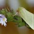 Scarce Silver-lines - Bena bicolorana | Fotografijos autorius : Arūnas Eismantas | © Macronature.eu | Macro photography web site