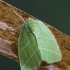 Scarce Silver-lines - Bena bicolorana | Fotografijos autorius : Agnė Našlėnienė | © Macronature.eu | Macro photography web site