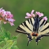 Scarce swallowtail - Iphiclides podalirius | Fotografijos autorius : Gintautas Steiblys | © Macronature.eu | Macro photography web site