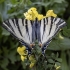 Scarce swallowtail - Iphiclides podalirius | Fotografijos autorius : Žilvinas Pūtys | © Macronature.eu | Macro photography web site