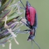 Scarlet malachite beetle - Malachius aeneus | Fotografijos autorius : Darius Baužys | © Macronature.eu | Macro photography web site