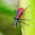 Scarlet malachite beetle - Malachius aeneus | Fotografijos autorius : Romas Ferenca | © Macronature.eu | Macro photography web site