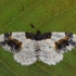 Scorched Carpet - Ligdia adustata | Fotografijos autorius : Arūnas Eismantas | © Macronature.eu | Macro photography web site