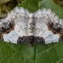 Scorched Carpet - Ligdia adustata | Fotografijos autorius : Žilvinas Pūtys | © Macronature.eu | Macro photography web site