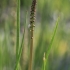 Sea arrowgrass - Triglochin maritima | Fotografijos autorius : Gintautas Steiblys | © Macronature.eu | Macro photography web site