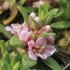 Sea milkwort - Lysimachia maritima | Fotografijos autorius : Gintautas Steiblys | © Macronature.eu | Macro photography web site