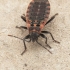 Seed Bug - Apterola kuenckeli | Fotografijos autorius : Gintautas Steiblys | © Macronature.eu | Macro photography web site