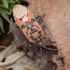 Seed Bug - Spilostethus pandurus | Fotografijos autorius : Gintautas Steiblys | © Macronature.eu | Macro photography web site