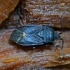 Dirt-colored seed bug - Drymus ryeii | Fotografijos autorius : Kazimieras Martinaitis | © Macronature.eu | Macro photography web site