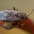Seed bug - Nithecus jacobaeae | Fotografijos autorius : Žilvinas Pūtys | © Macronature.eu | Macro photography web site