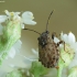 Seed bug - Nithecus jacobaeae | Fotografijos autorius : Vidas Brazauskas | © Macronature.eu | Macro photography web site