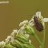 Seed bug - Nithecus jacobaeae | Fotografijos autorius : Darius Baužys | © Macronature.eu | Macro photography web site