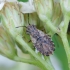 Seed bug - Nithecus jacobaeae | Fotografijos autorius : Romas Ferenca | © Macronature.eu | Macro photography web site