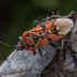 Seed bug - Spilostethus pandurus ♂ | Fotografijos autorius : Žilvinas Pūtys | © Macronature.eu | Macro photography web site
