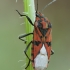 Seed bug - Spilostethus pandurus | Fotografijos autorius : Gintautas Steiblys | © Macronature.eu | Macro photography web site