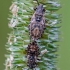 Seed bugs || Nithecus jacobaeae | Fotografijos autorius : Darius Baužys | © Macronature.eu | Macro photography web site