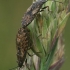 Seed bugs - Nithecus jacobaeae  | Fotografijos autorius : Gintautas Steiblys | © Macronature.eu | Macro photography web site