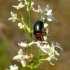 Sermylassa halensis (Linnaeus, 1767) | Fotografijos autorius : Vitalii Alekseev | © Macrogamta.lt | Šis tinklapis priklauso bendruomenei kuri domisi makro fotografija ir fotografuoja gyvąjį makro pasaulį.