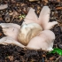 Sessile Earthstar | Geastrum fimbriatum | Fotografijos autorius : Darius Baužys | © Macrogamta.lt | Šis tinklapis priklauso bendruomenei kuri domisi makro fotografija ir fotografuoja gyvąjį makro pasaulį.