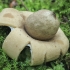 Sessile Earthstar - Geastrum fimbriatum | Fotografijos autorius : Gintautas Steiblys | © Macronature.eu | Macro photography web site